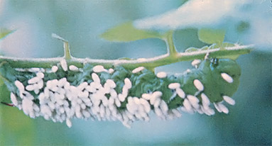 A horn worm infested with braconid wasp larvae looks like this.